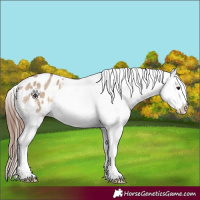 Horse Color:White Spotted Brown Dun Splash Appaloosa 