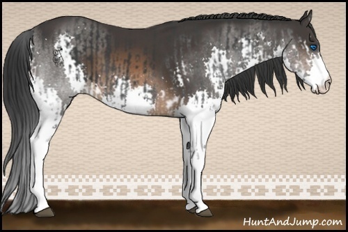 Horse Color:Black Splash and Brown Splash