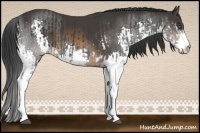 Horse Color:Black Splash  and Brown Splash 