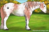Horse Color:Watercolor White Spotted Chestnut Splash Appaloosa