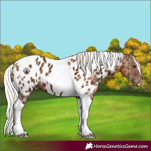 Horse Color:Plaid  Silver Bay Ice Tobiano Appaloosa 
