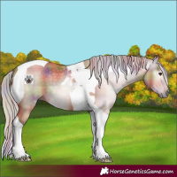 Horse Color:Gray Nacre Plaid  Silver Bay Dun Tobiano 