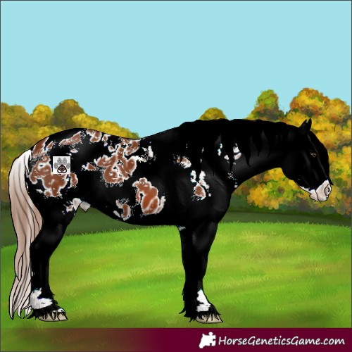 Horse Color:Chestnut Splash Tobiano Appaloosa 