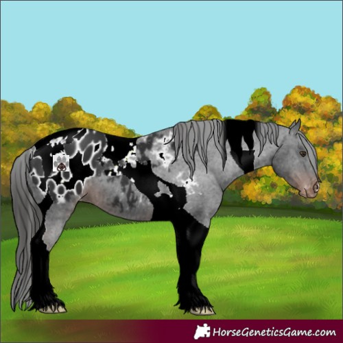 Horse Color:Liver Chestnut Tobiano Appaloosa 