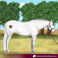 Horse Color:Perlino Appaloosa 