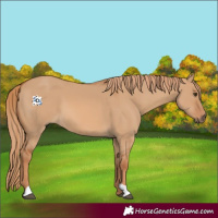 Horse Color:Red Dun