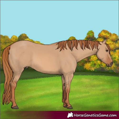 Horse Color:Red Dun 