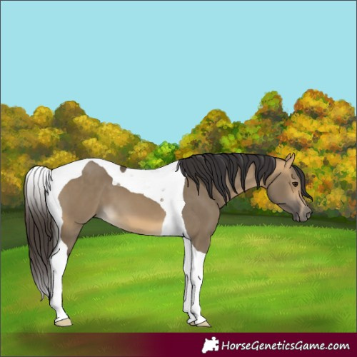 Horse Color:Buckskin Dun Tobiano