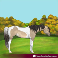 Horse Color:Buckskin Dun Tobiano