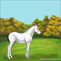 Horse Color:White Spotted Bay Frame