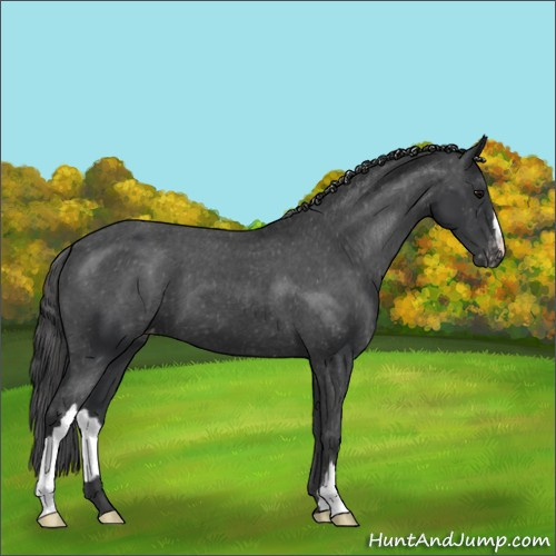Horse Color:Black Appaloosa 