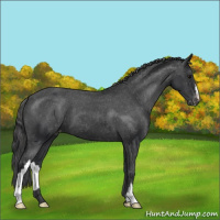 Horse Color:Black Appaloosa 