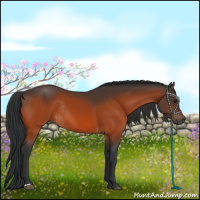 Horse Color:Brown Rabicano  and Brown Rabicano 