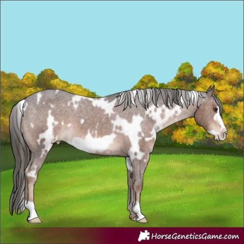 Horse Color:White Spotted Liver Chestnut Frame Appaloosa 