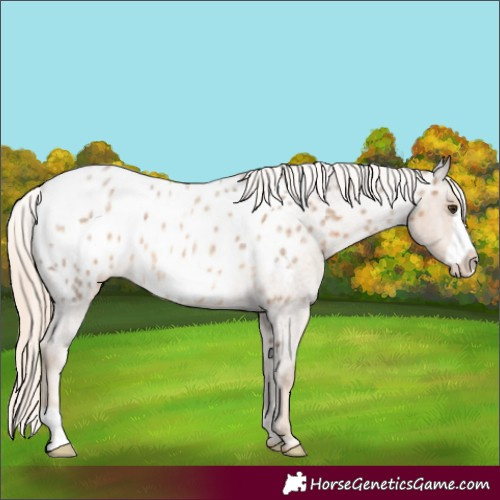 Horse Color:Chocolate Palomino Roan Frame Appaloosa 
