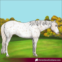Horse Color:Chocolate Palomino Roan Frame Near Leopard 