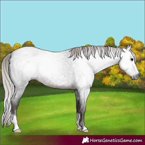 Horse Color:Gray Silver Blue Roan 