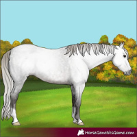 Horse Color:Gray Silver Blue Roan
