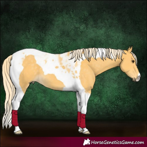 Horse Color:Palomino Tobiano 