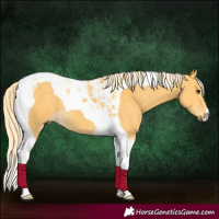 Horse Color:Palomino Tobiano