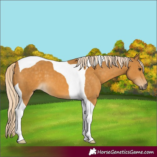 Horse Color:Palomino Tobiano 