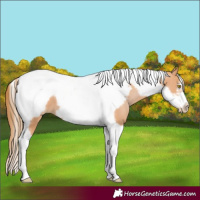 Horse Color:Bay Pearl Tobiano Frame