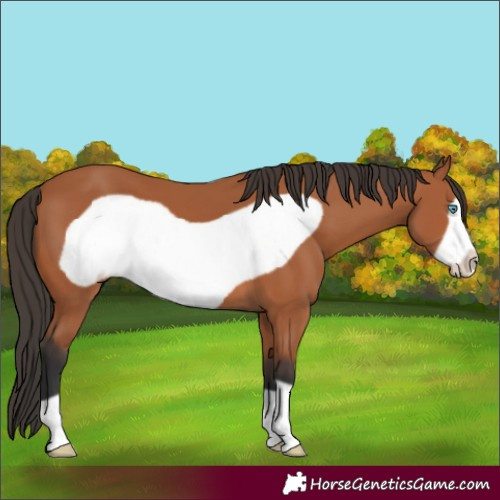 Horse Color:Bay Frame 