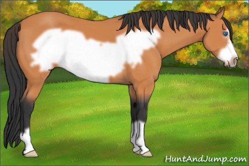 Horse Color:Bay Frame 