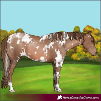 Horse Color:White Spotted Brown Pearl 