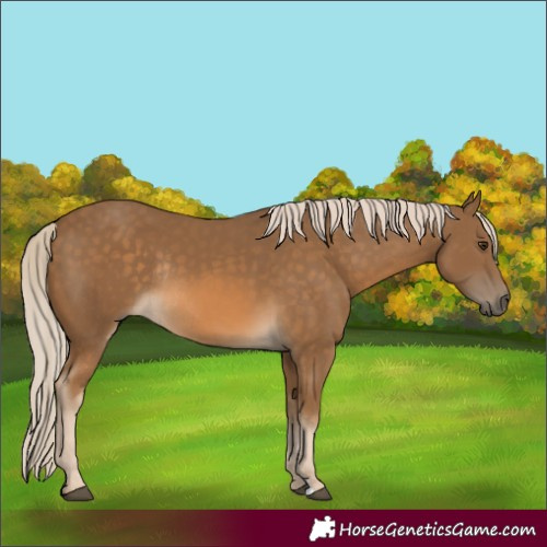 Horse Color:Chocolate Palomino Rabicano 