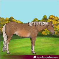 Horse Color:Chocolate Palomino Rabicano