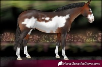 Horse Color:Bay Frame 