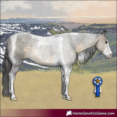 Horse Color:Buckskin Sabino Tobiano Rabicano 