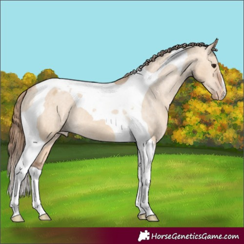Horse Color:Bay Dun Tobiano Varnish 