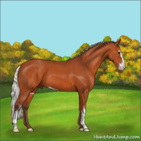 Horse Color:Silver Bay Sabino