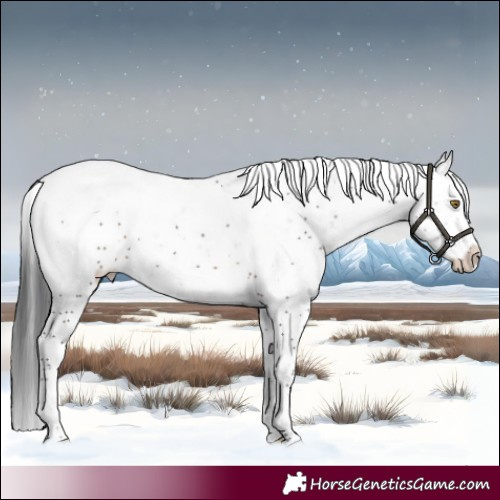 Horse Color:Brown Sabino 