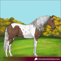 Horse Color:Silver Black Tobiano 