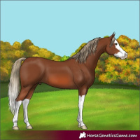 Horse Color:Chestnut Splash 