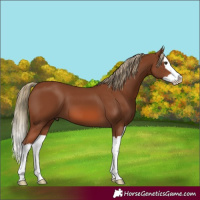 Horse Color:Chestnut Splash 