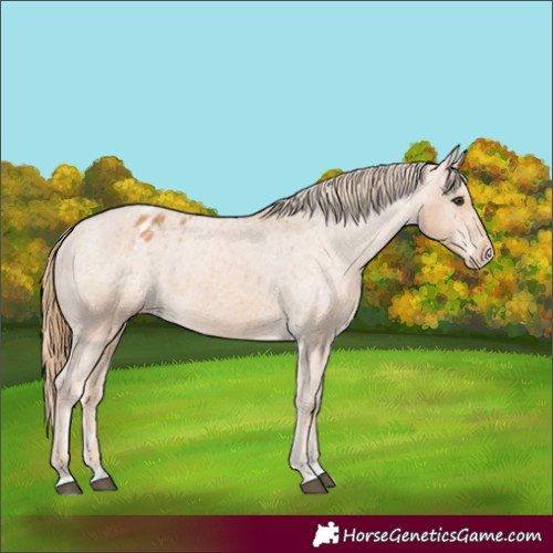 Horse Color:Chestnut Appaloosa 