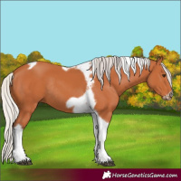 Horse Color:Silver Bay Tobiano Frame Rabicano