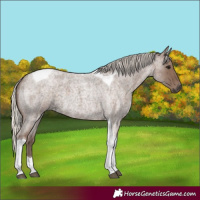 Horse Color:Silver Blue Roan Tobiano