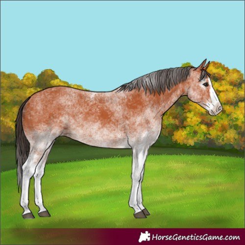 Horse Color:White Spotted Bay Splash
