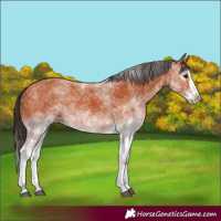 Horse Color:White Spotted Bay Splash 