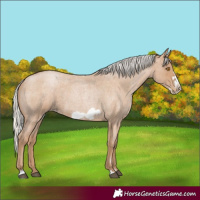 Horse Color:Silver Blue Roan Pearl Frame 