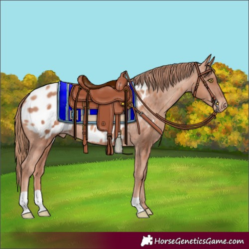 Horse Color:Gold Champagne Blanket