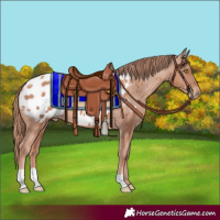 Horse Color:Gold Champagne Appaloosa 