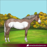 Horse Color:Silver Blue Roan Frame 