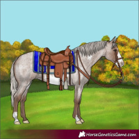 Horse Color:Silver Blue Roan Frame 