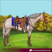 Horse Color:Silver Bay Roan